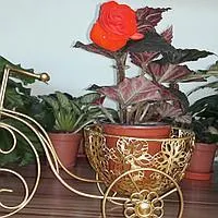 Бегония клубневая красная